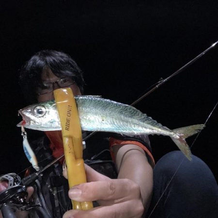 A.P.Pフィッシングガイドサービス　アオリイカはエギに反応渋り、子アジが増えているなかサバのRIDEON！